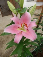 [5231 Striker 2N No02.JPG]